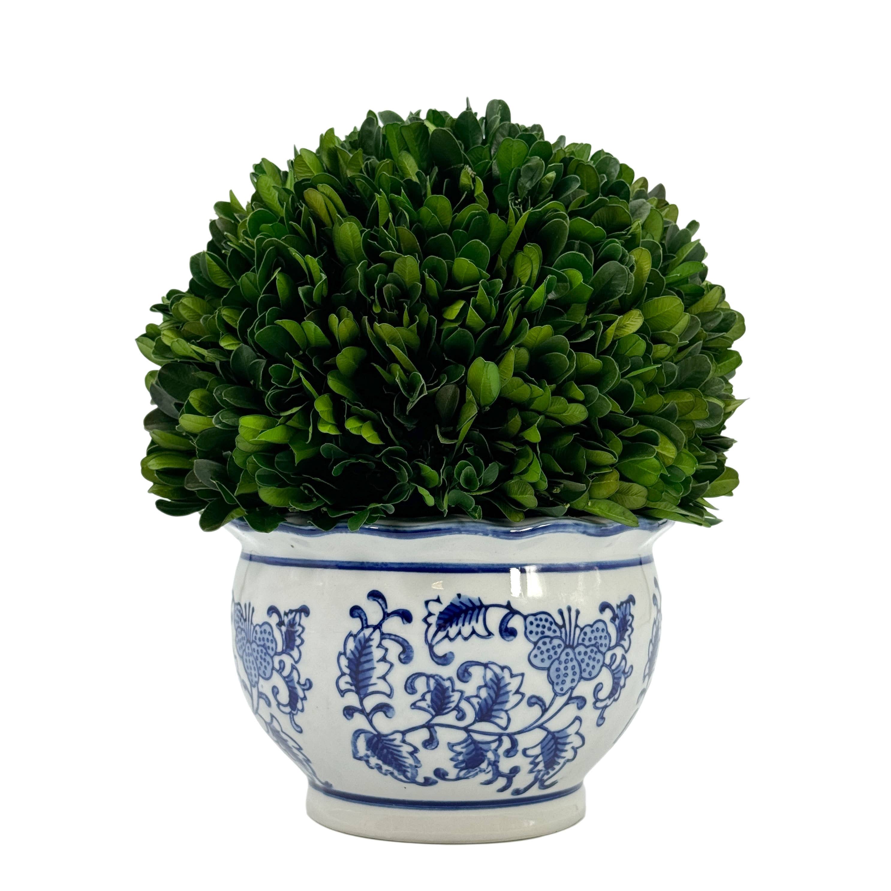Boxwood Ball Topiary in Round Blue & White Ceramic Pot