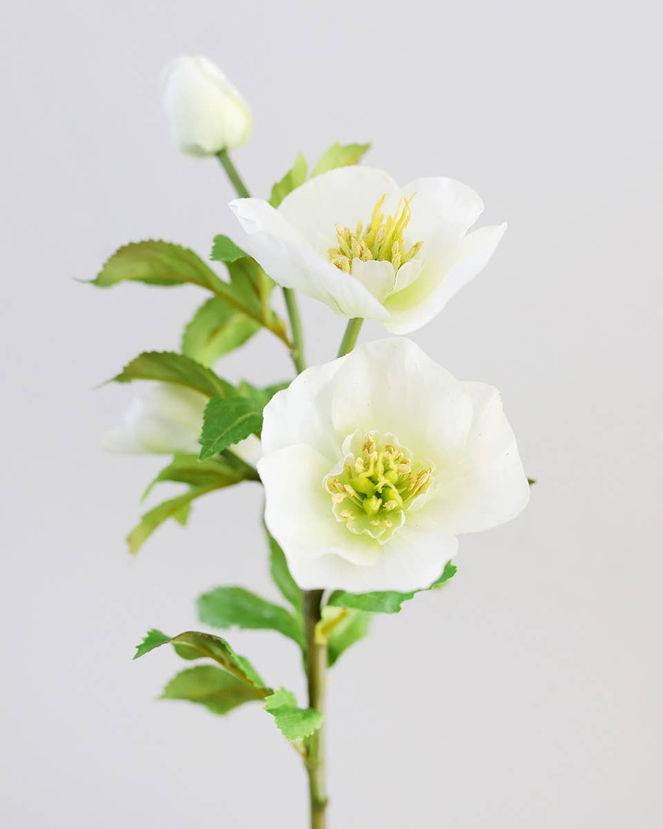 Real Touch White Hellebore 18