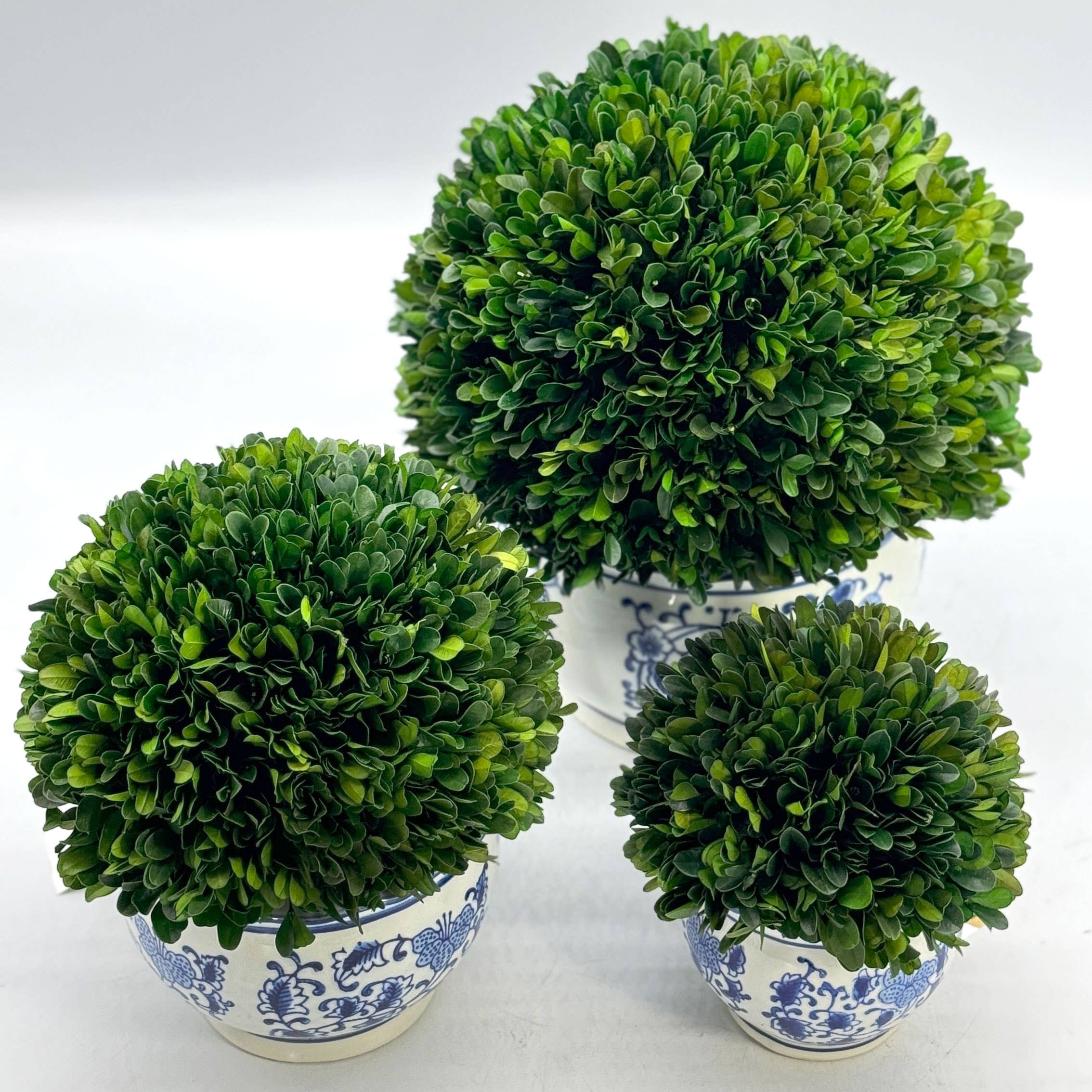 Boxwood Ball Topiary in Round Blue & White Ceramic Pot