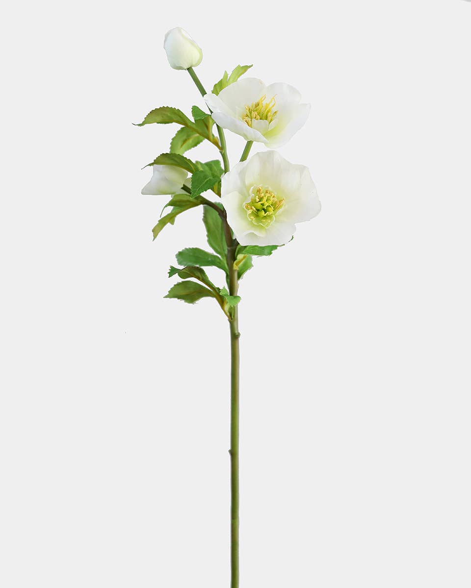 Real Touch White Hellebore 18
