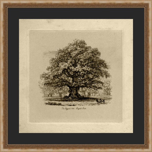 The Beggar's Oak - 22.5"W x 22.5"H