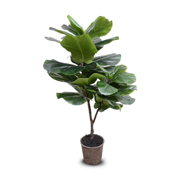 Fiddle Leaf Fig Tree, 50"