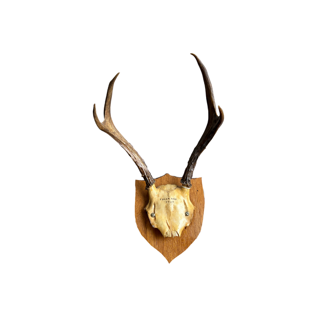 Antlers Skull Mount