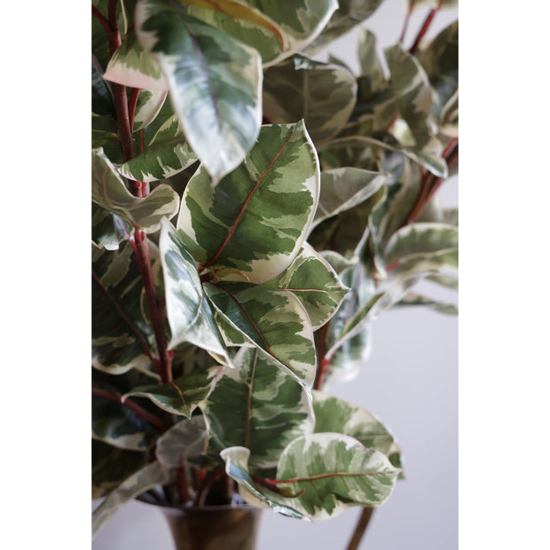 Rubber Plant Branch