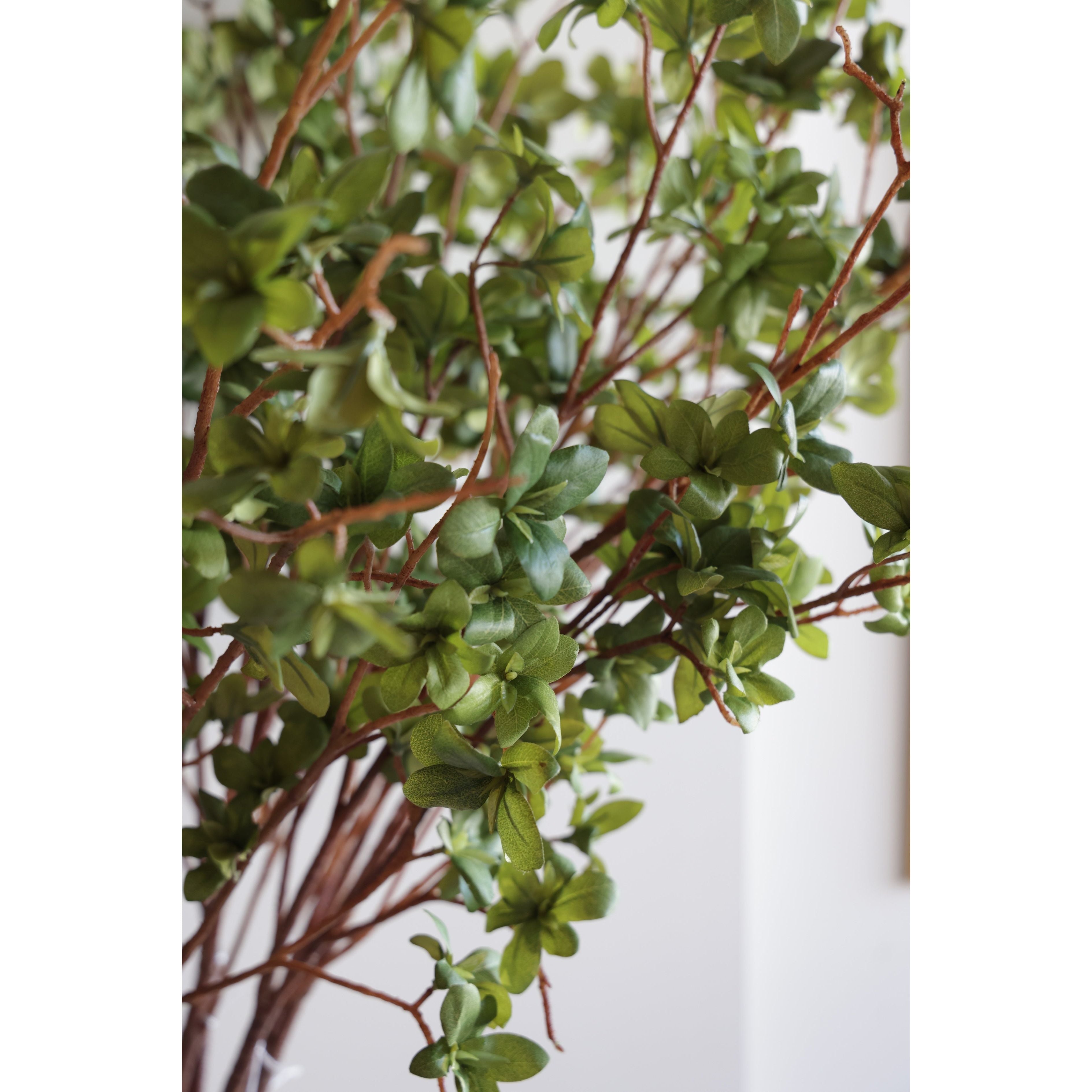 Young Leaf Spray Stem