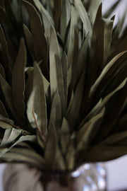 Green Eva Grass Bush