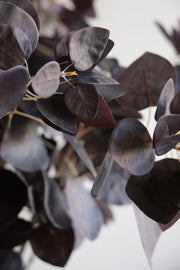 Burgundy Flat Leaf Eucalyptus