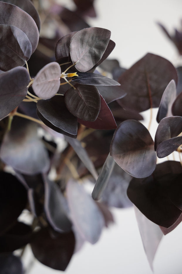 Burgundy Flat Leaf Eucalyptus
