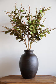 35 in Brown European Beech Stem