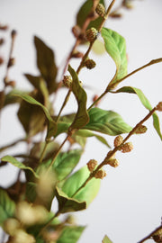 35 in Brown European Beech Stem