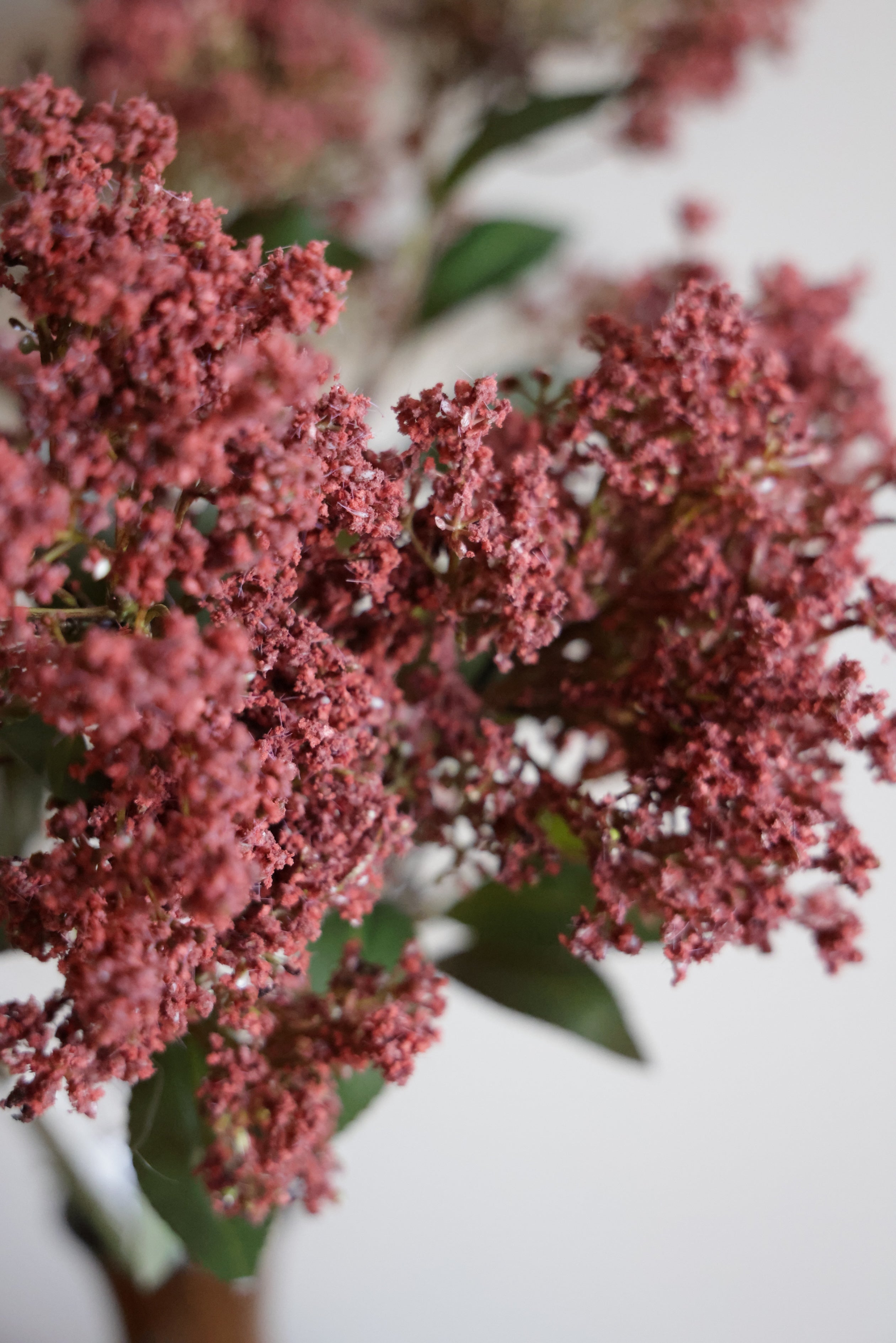 Butterfly Bush, Rouge