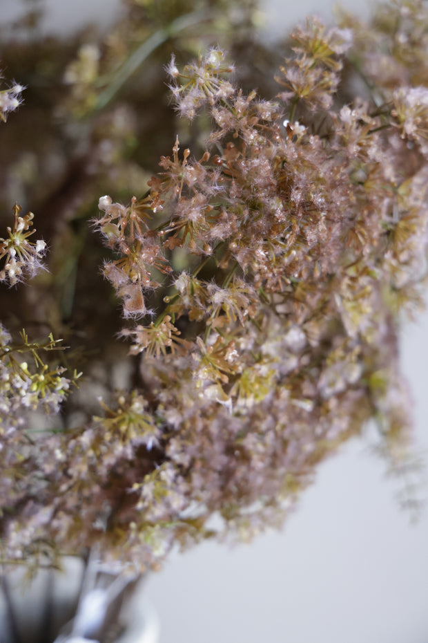 Queen Anne's Lace Stem, Blush