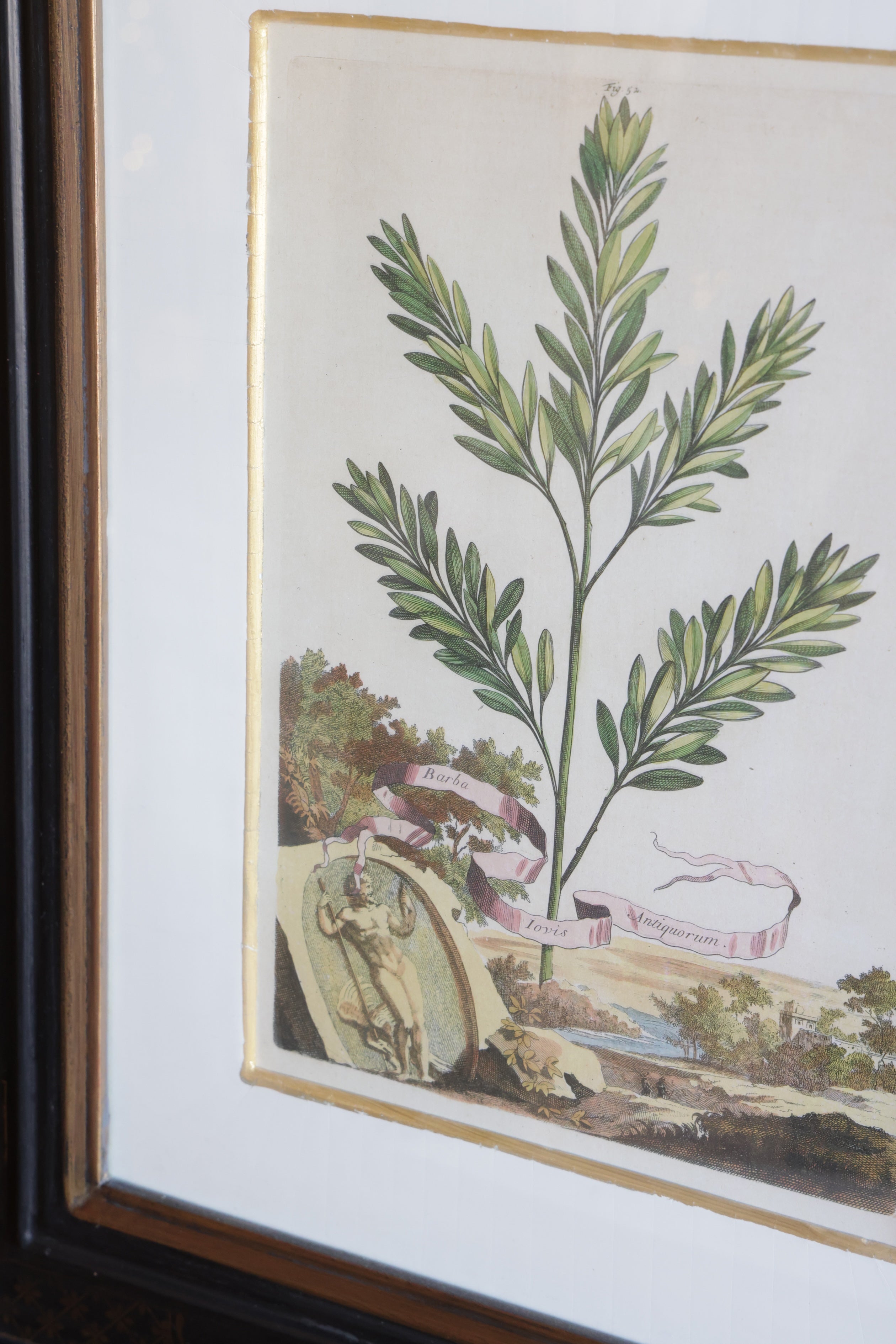 Vintage Original Botanical Art #2
