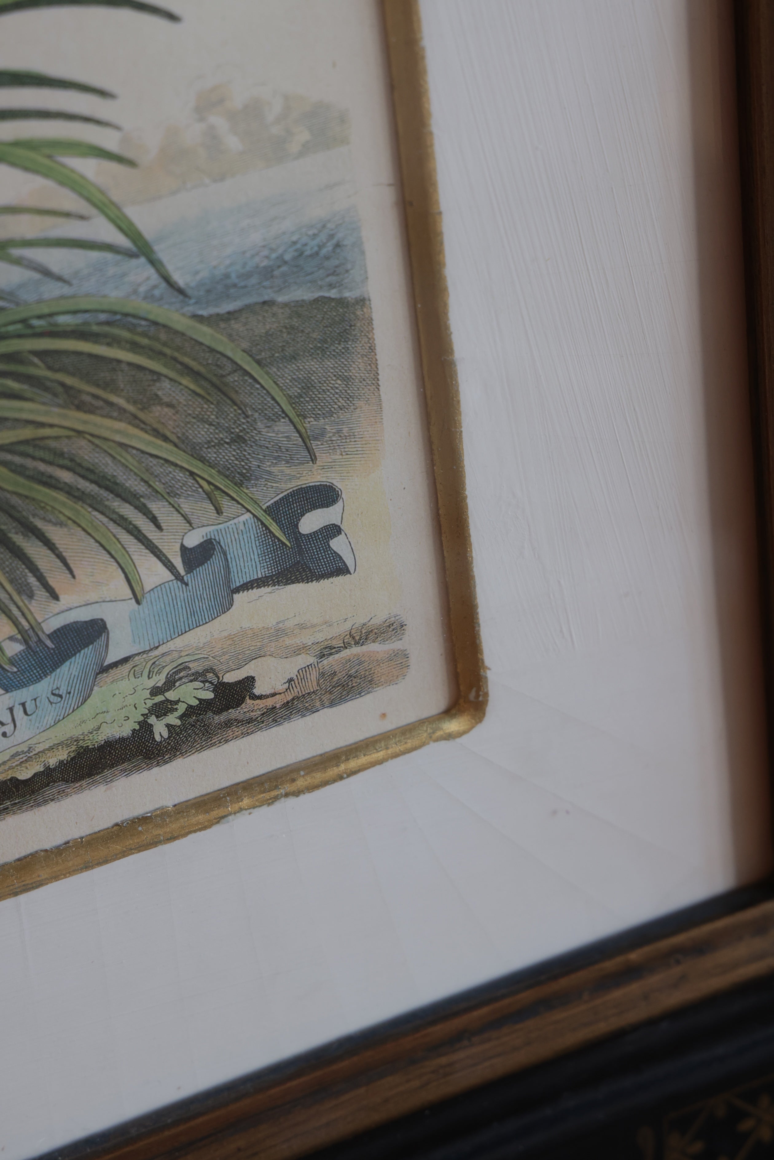Vintage Original Botanical Art #1