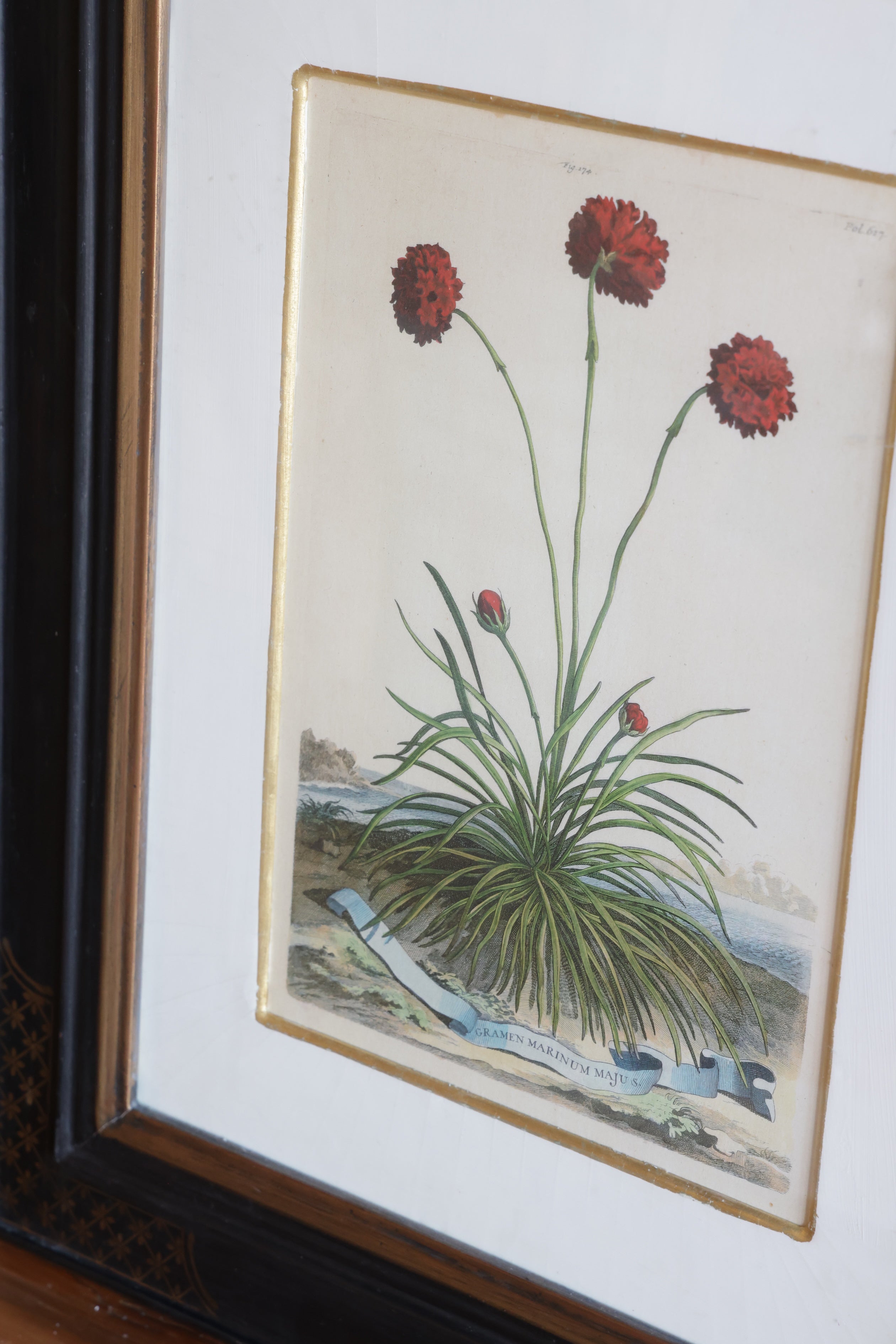 Vintage Original Botanical Art #1