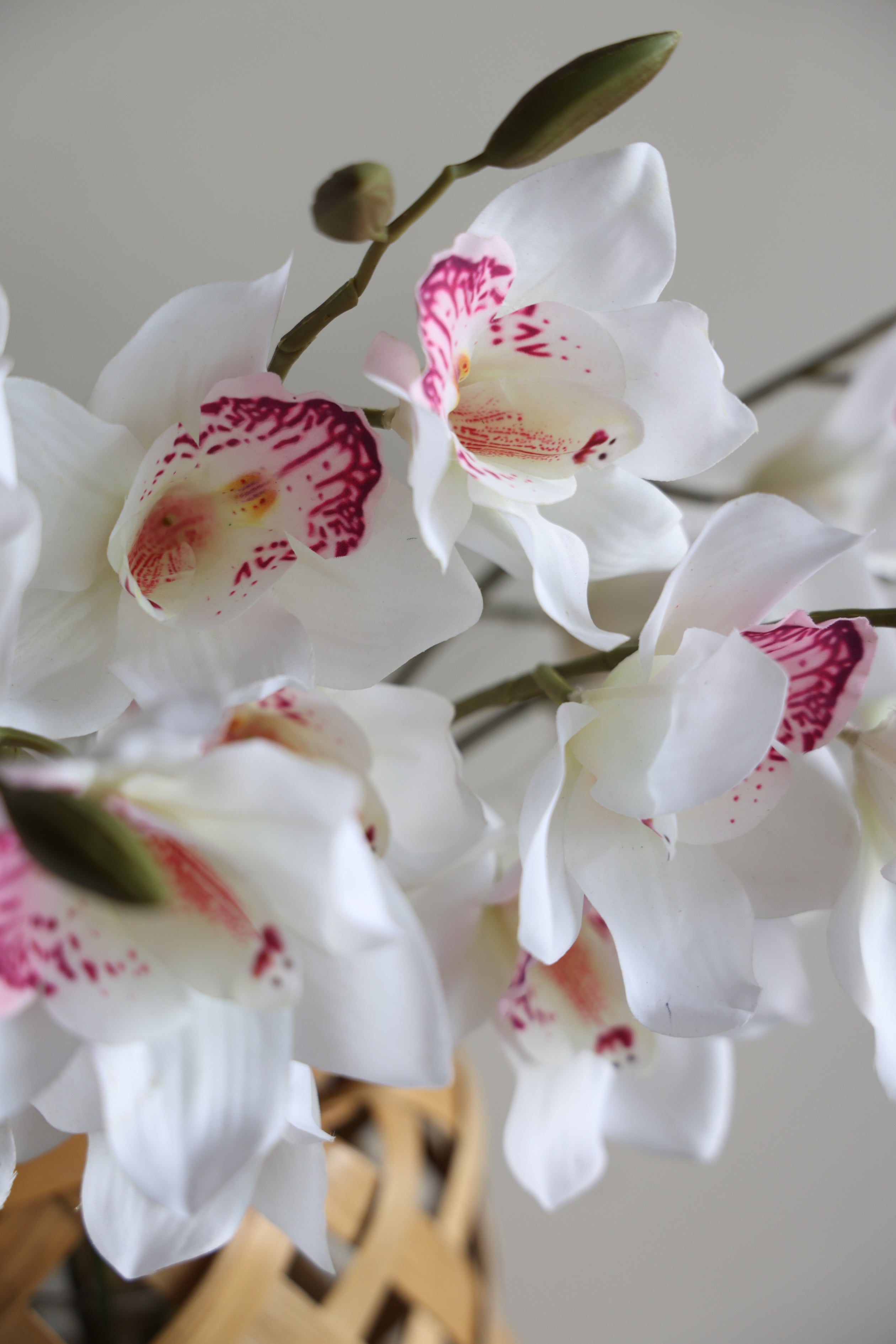 Real Touch Cymbidium Orchid Stem- 28