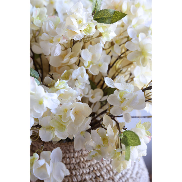 Apricot Blossom Stem