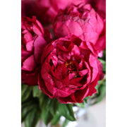 Peony Stem with Leaves, 26"- Dark Fuschia
