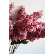 Cone Hydrangea Sunset