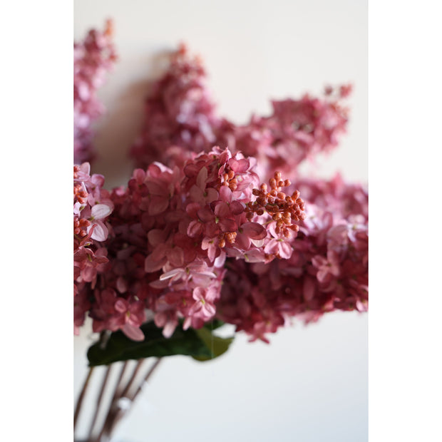 Cone Hydrangea Sunset