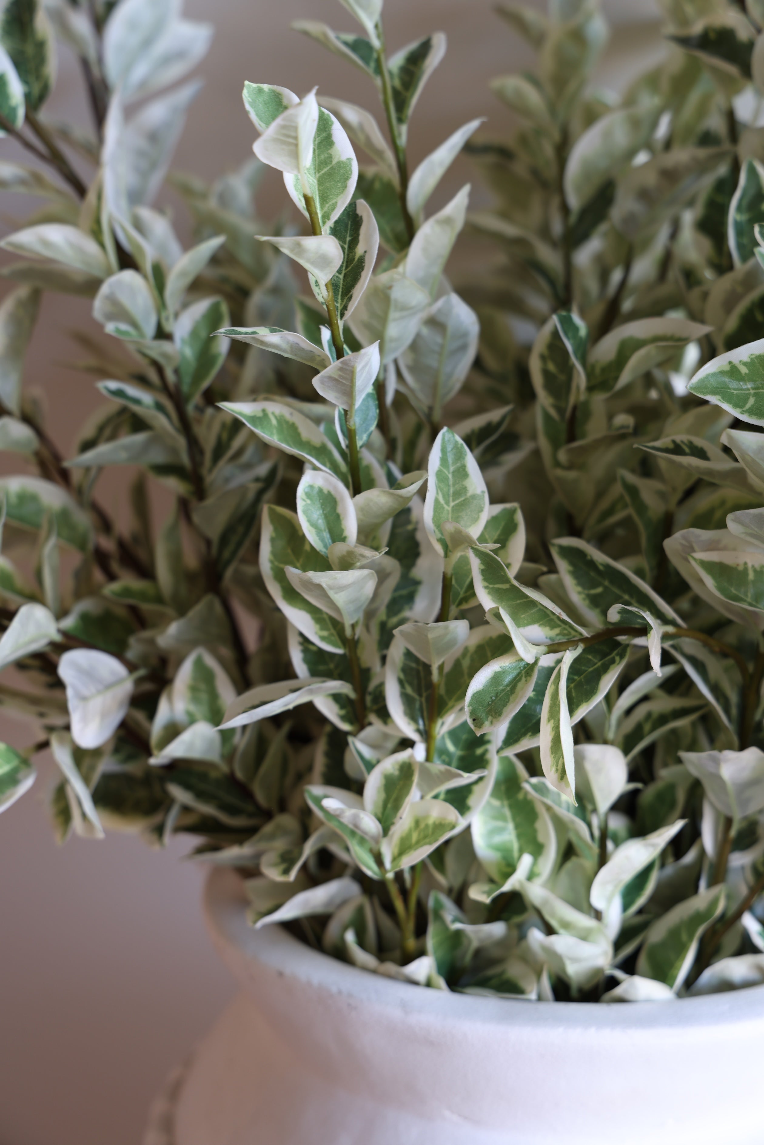 Silver Queen Stem 42