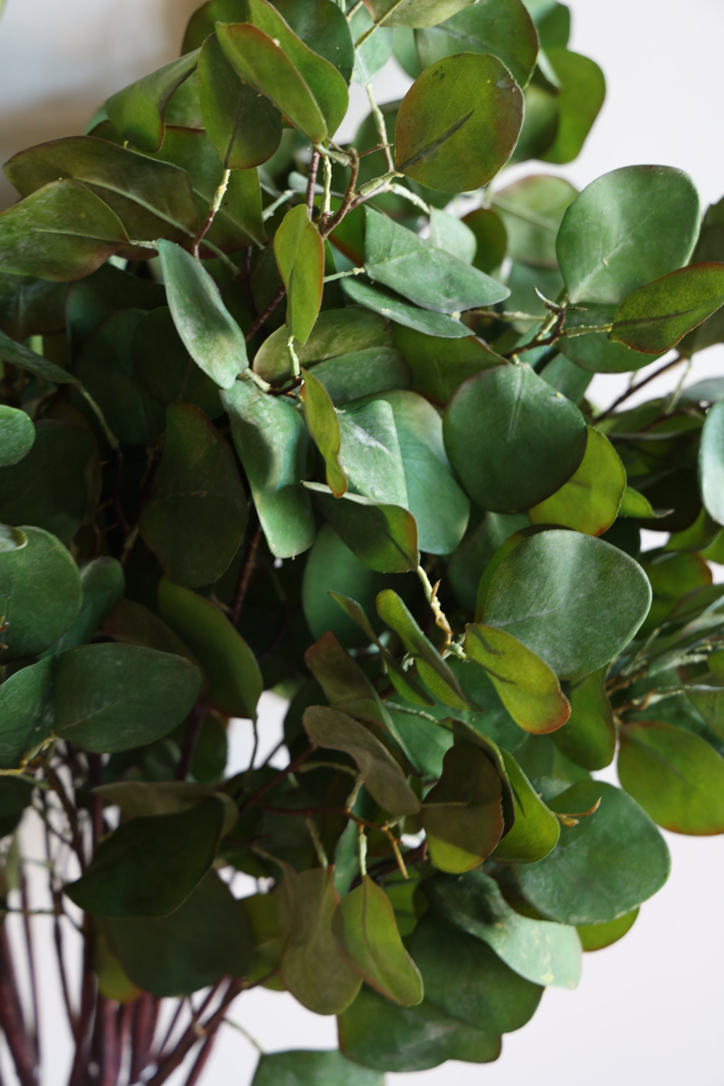 Eucalyptus Spray- 39