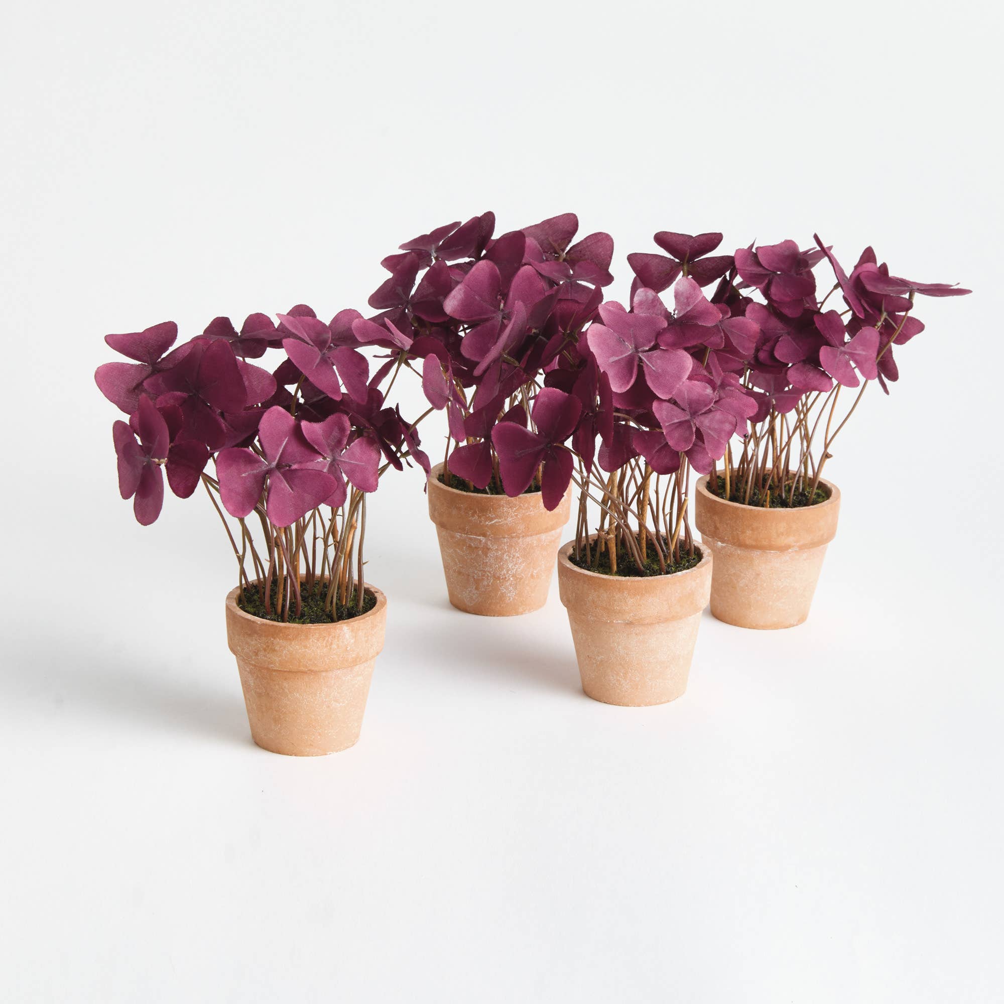 Mini Oxalis Potted Drop-In 7