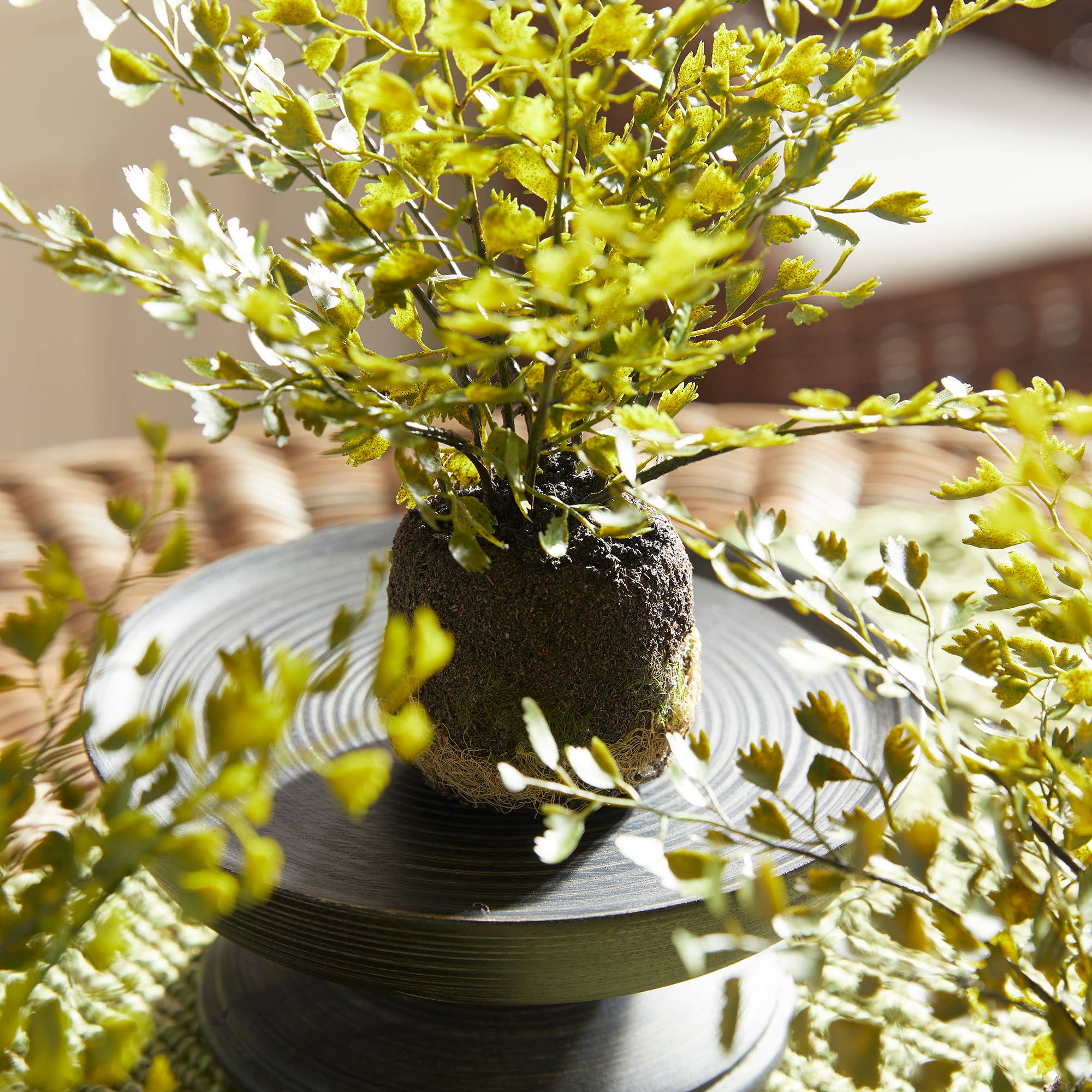 Maidenhair Fern Drop-In