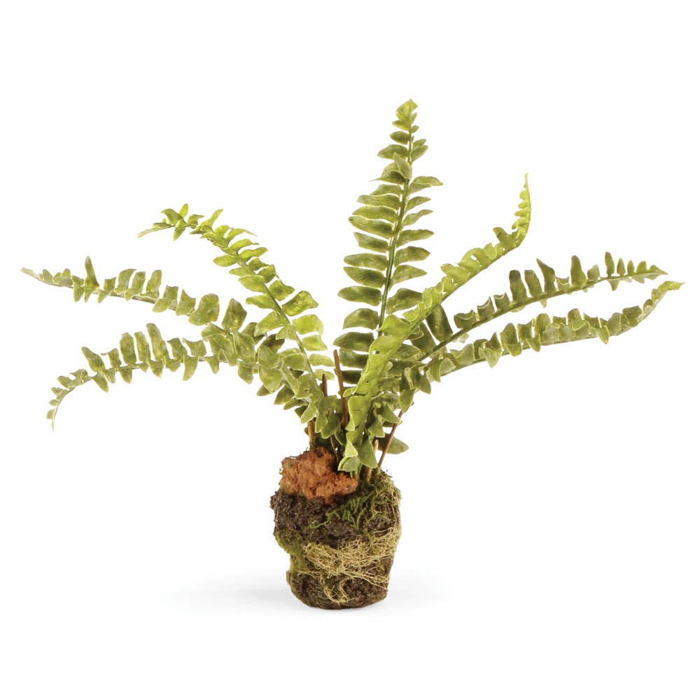 Boston Fern Drop-In 7.5
