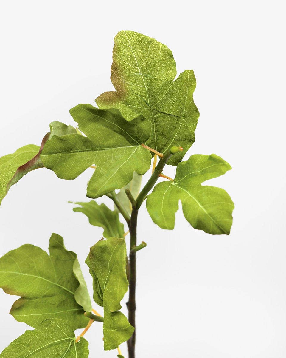 Fig Leaf Branch 39