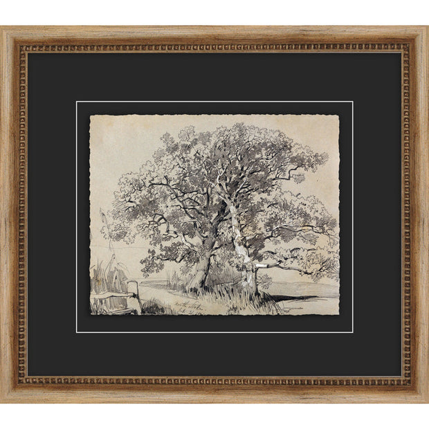 Antique Tree Study 8 - 16.75"w x 14.75"h