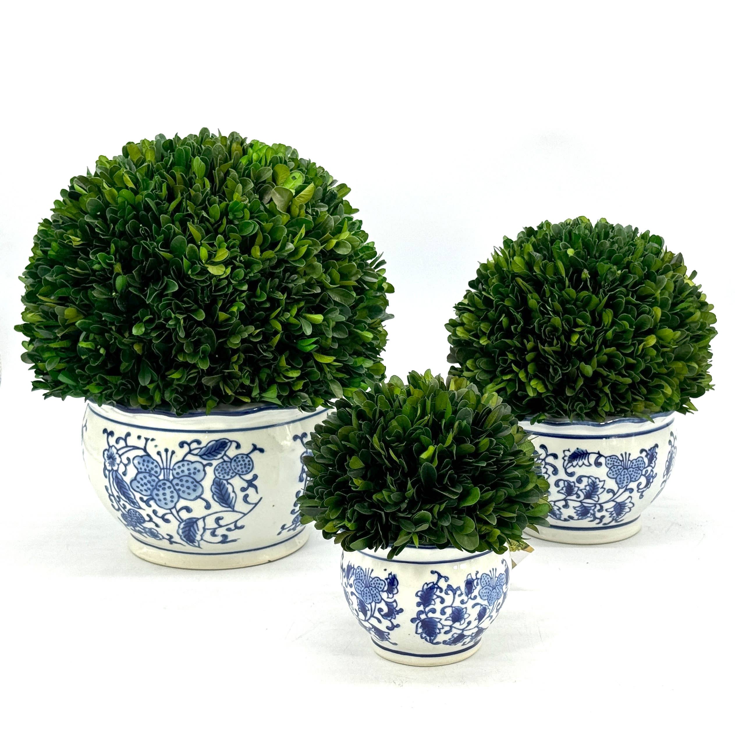 Boxwood Ball Topiary in Round Blue & White Ceramic Pot