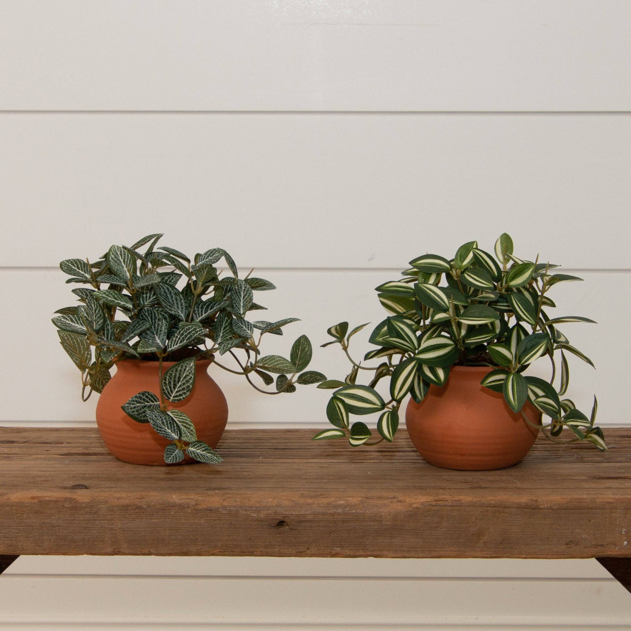 Potted Tradescantia Zebrina Plant