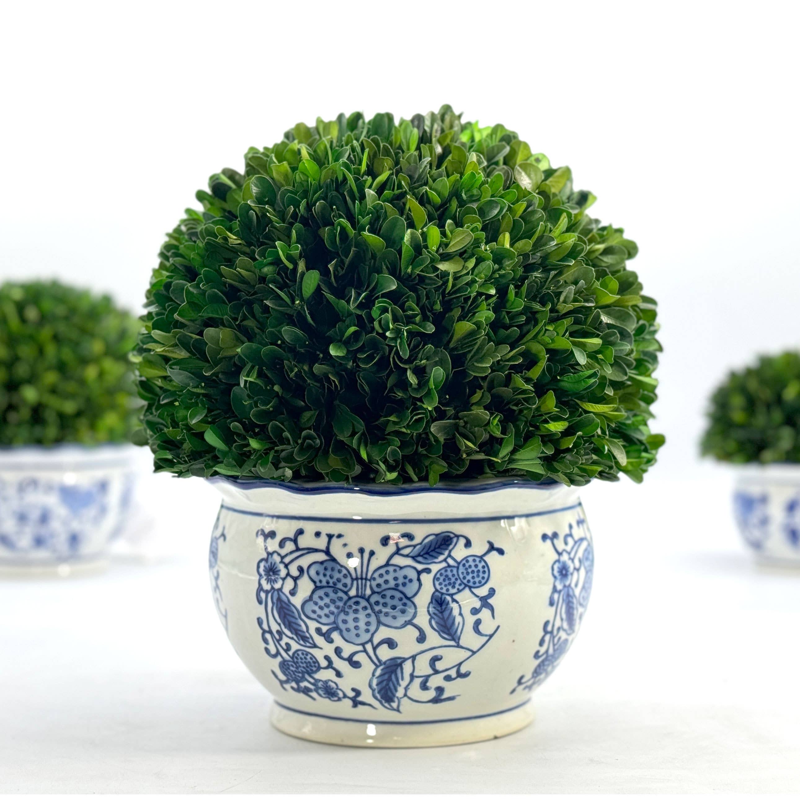 Boxwood Ball Topiary in Round Blue & White Ceramic Pot