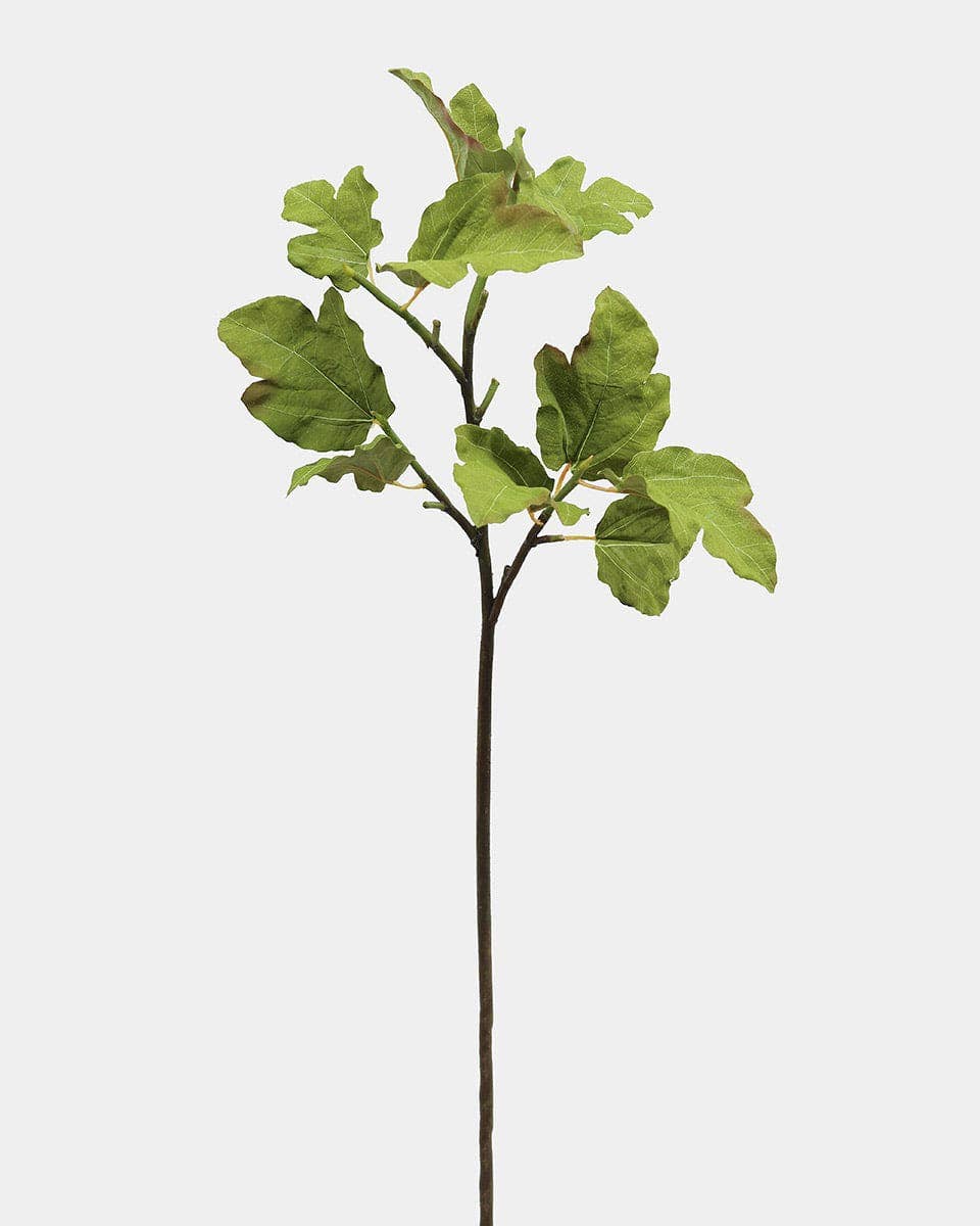 Fig Leaf Branch 39