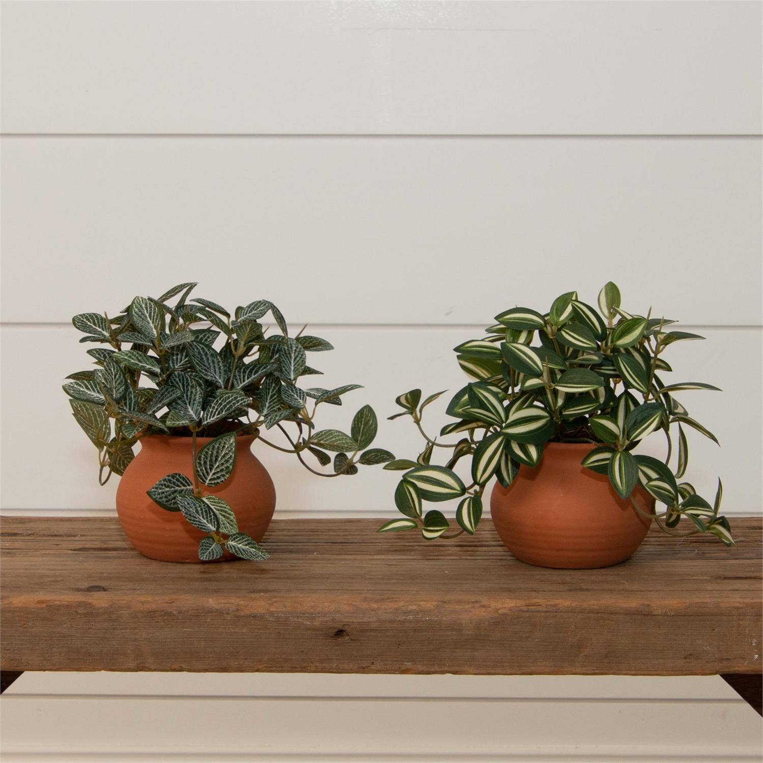 Potted Tradescantia Zebrina Plant