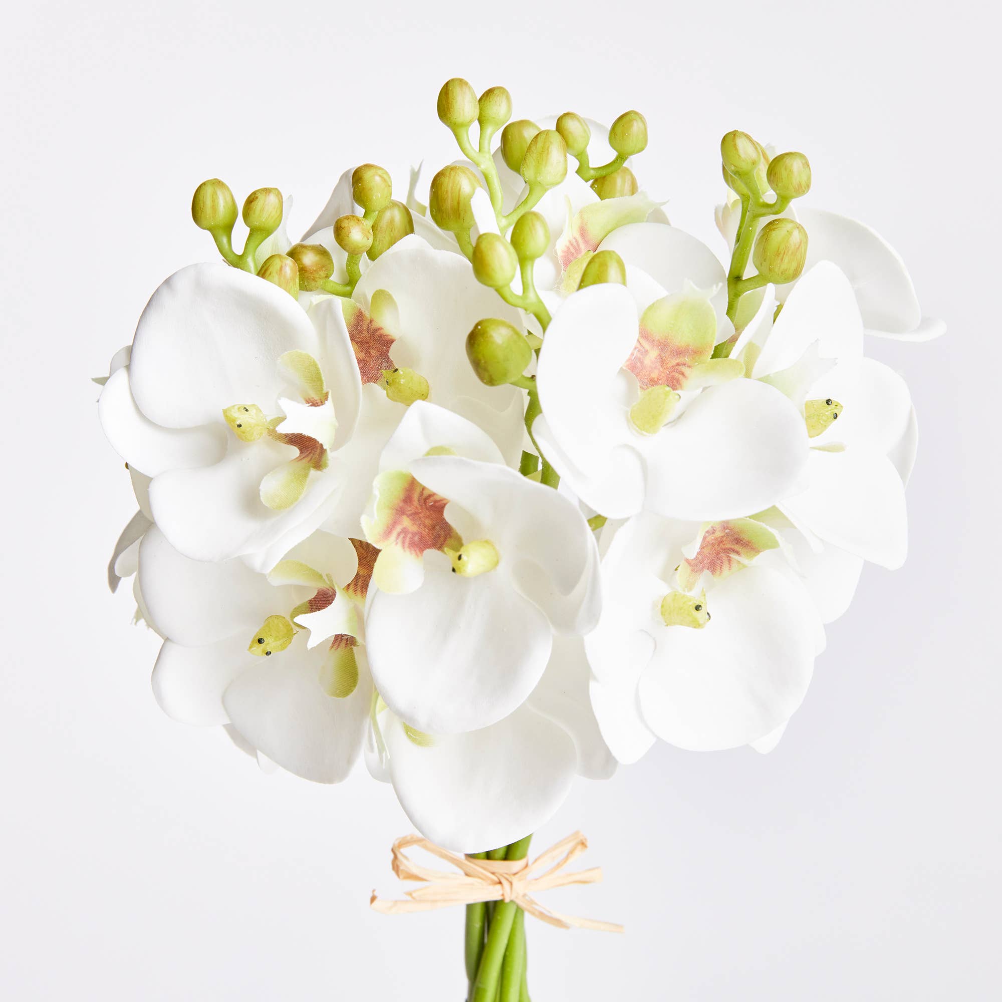 Phalaenopsis Orchid Stems 11.5