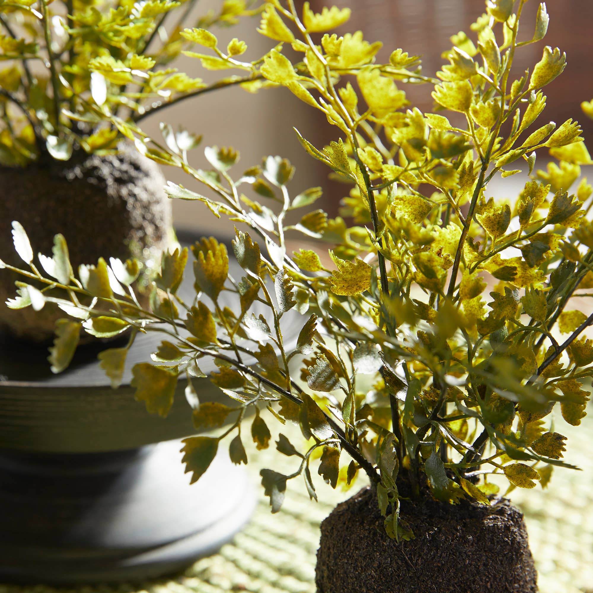 Maidenhair Fern Drop-In