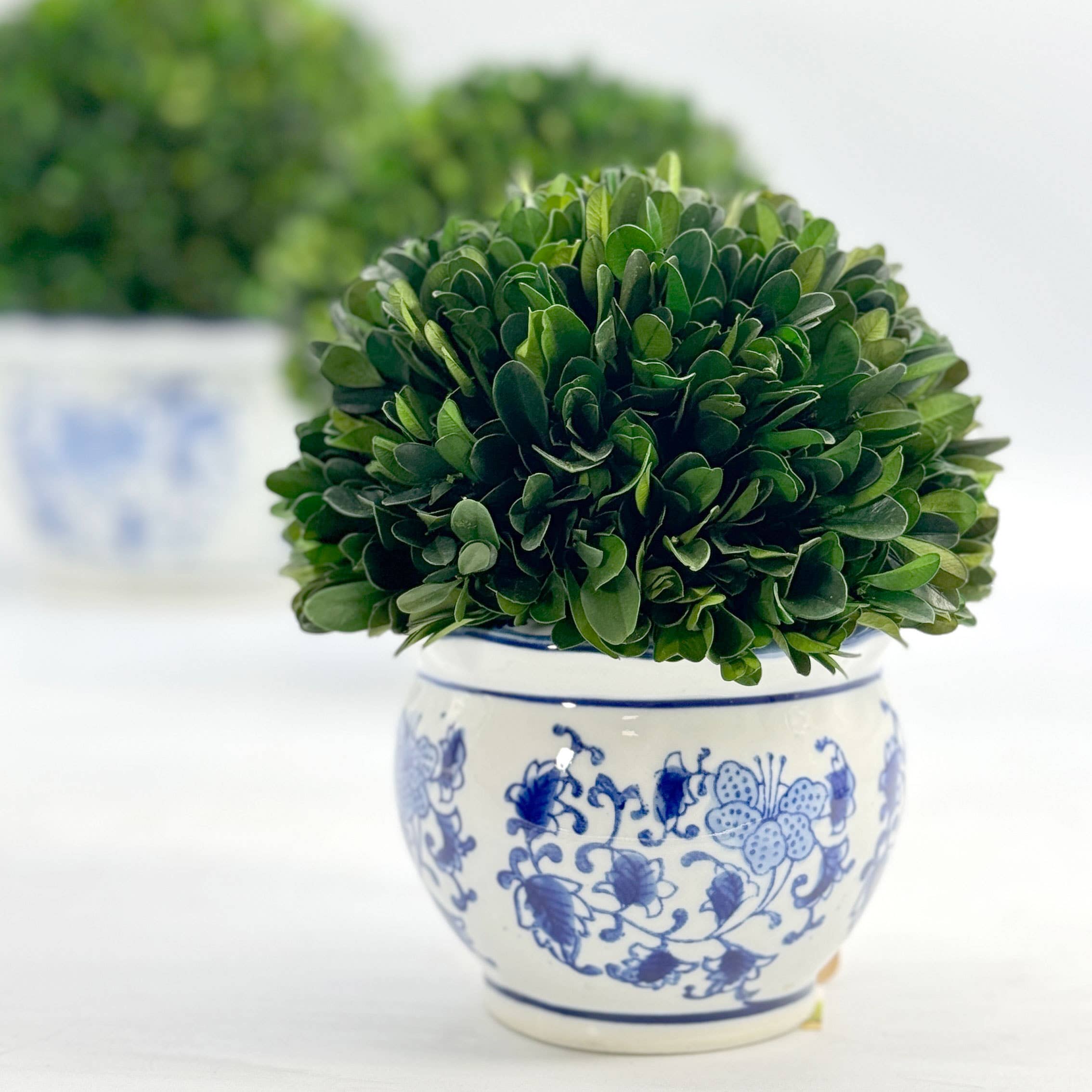 Boxwood Ball Topiary in Round Blue & White Ceramic Pot