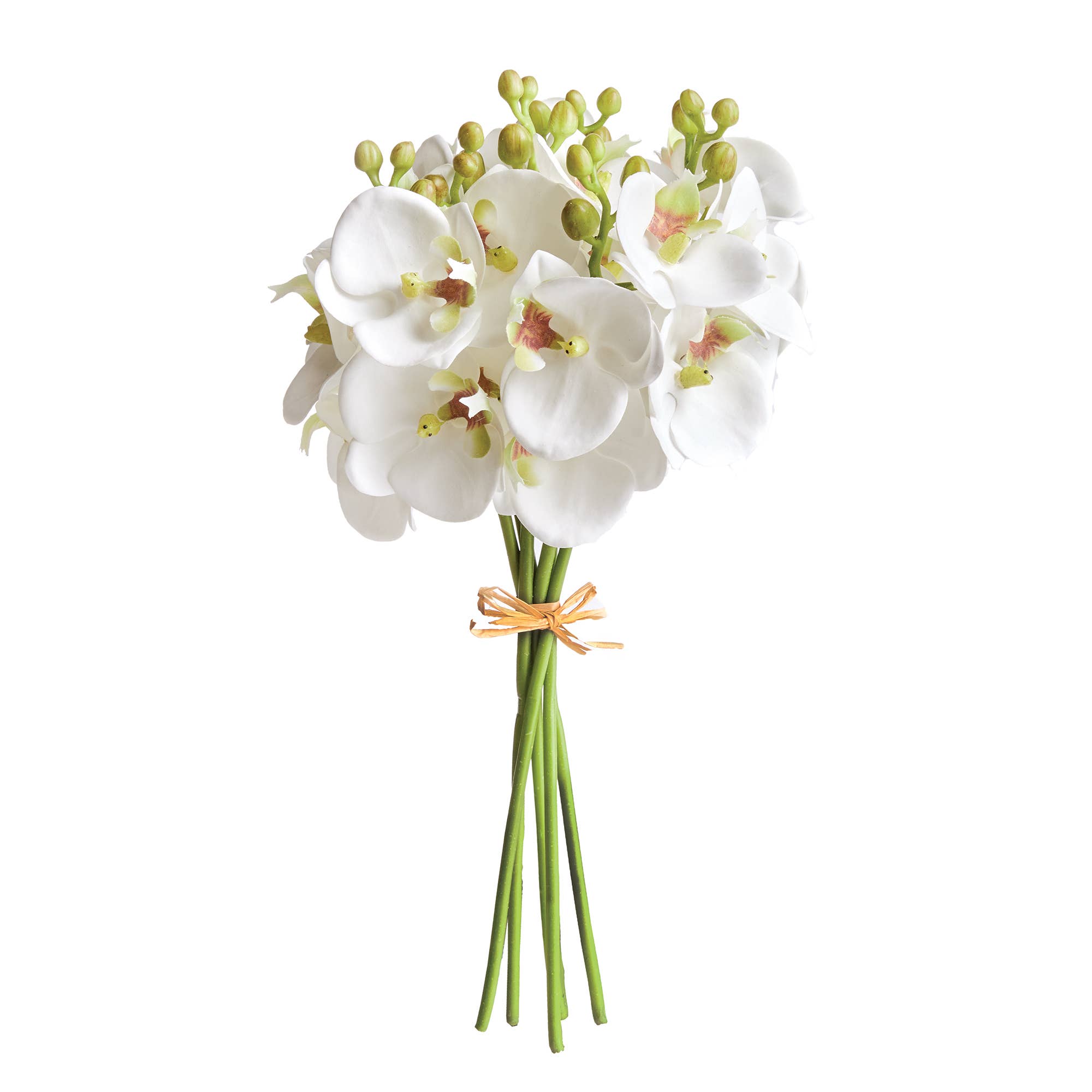 Phalaenopsis Orchid Stems 11.5