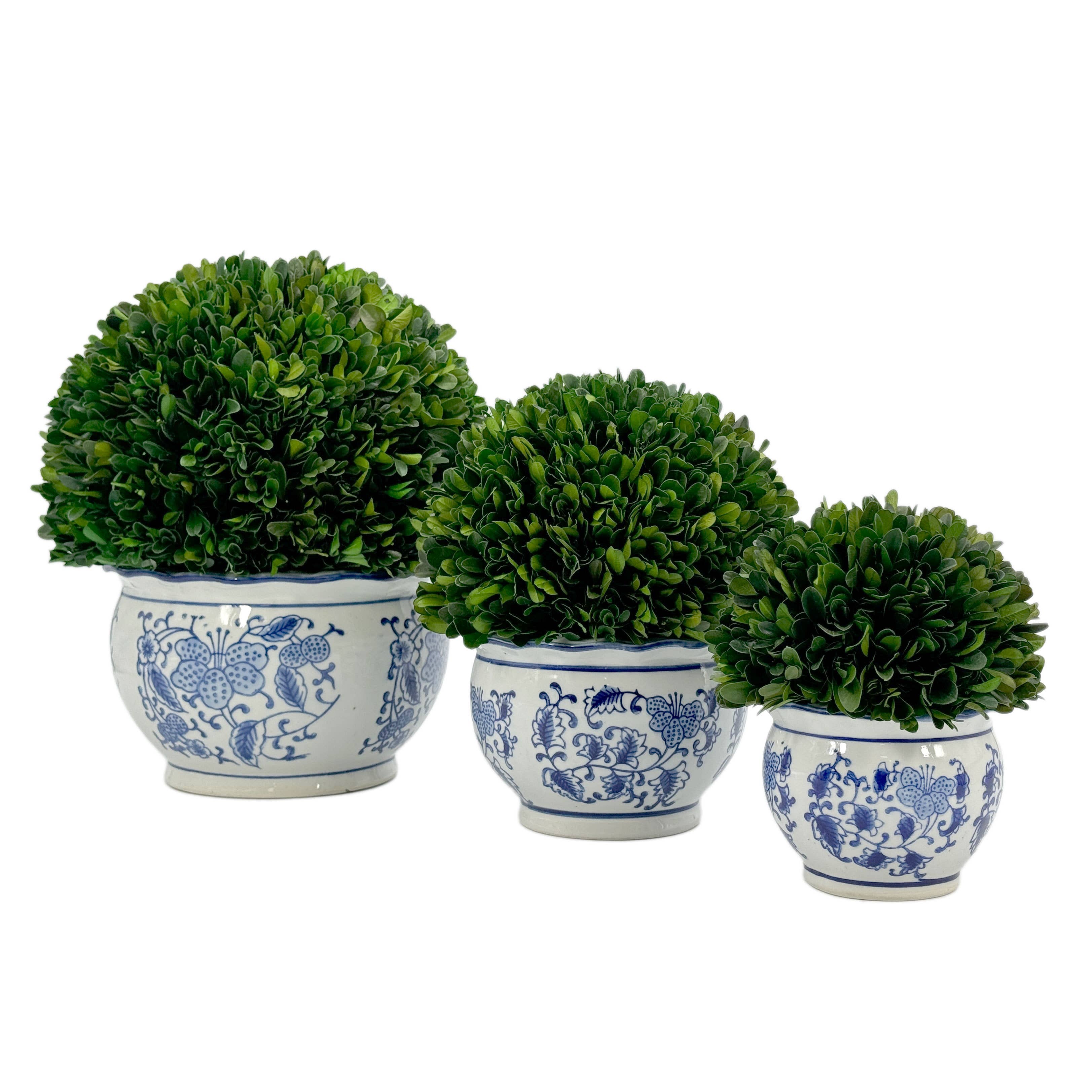 Boxwood Ball Topiary in Round Blue & White Ceramic Pot