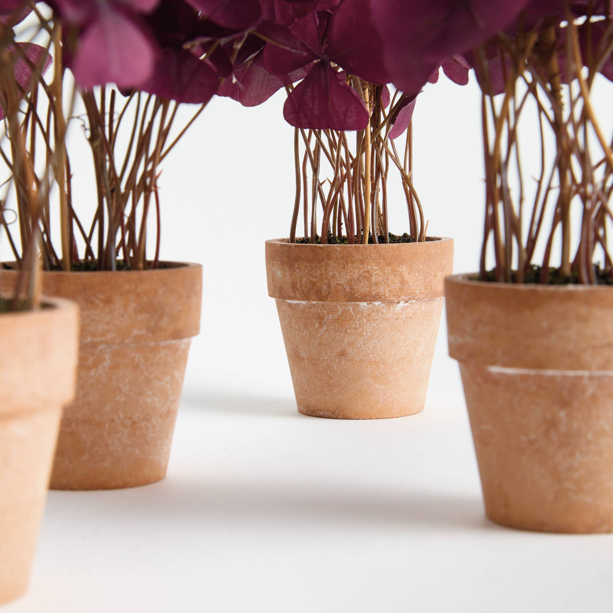 Mini Oxalis Potted Drop-In 7