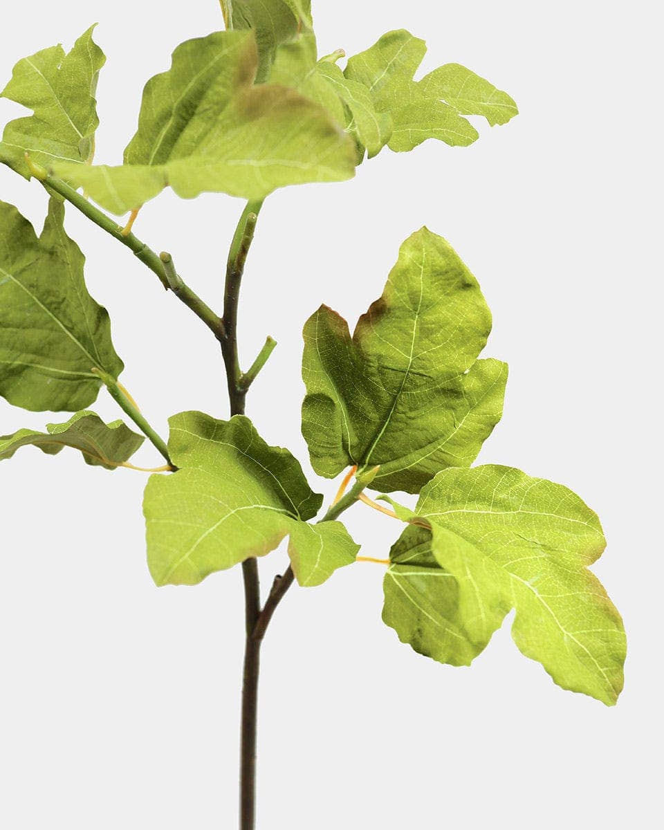 Fig Leaf Branch 39