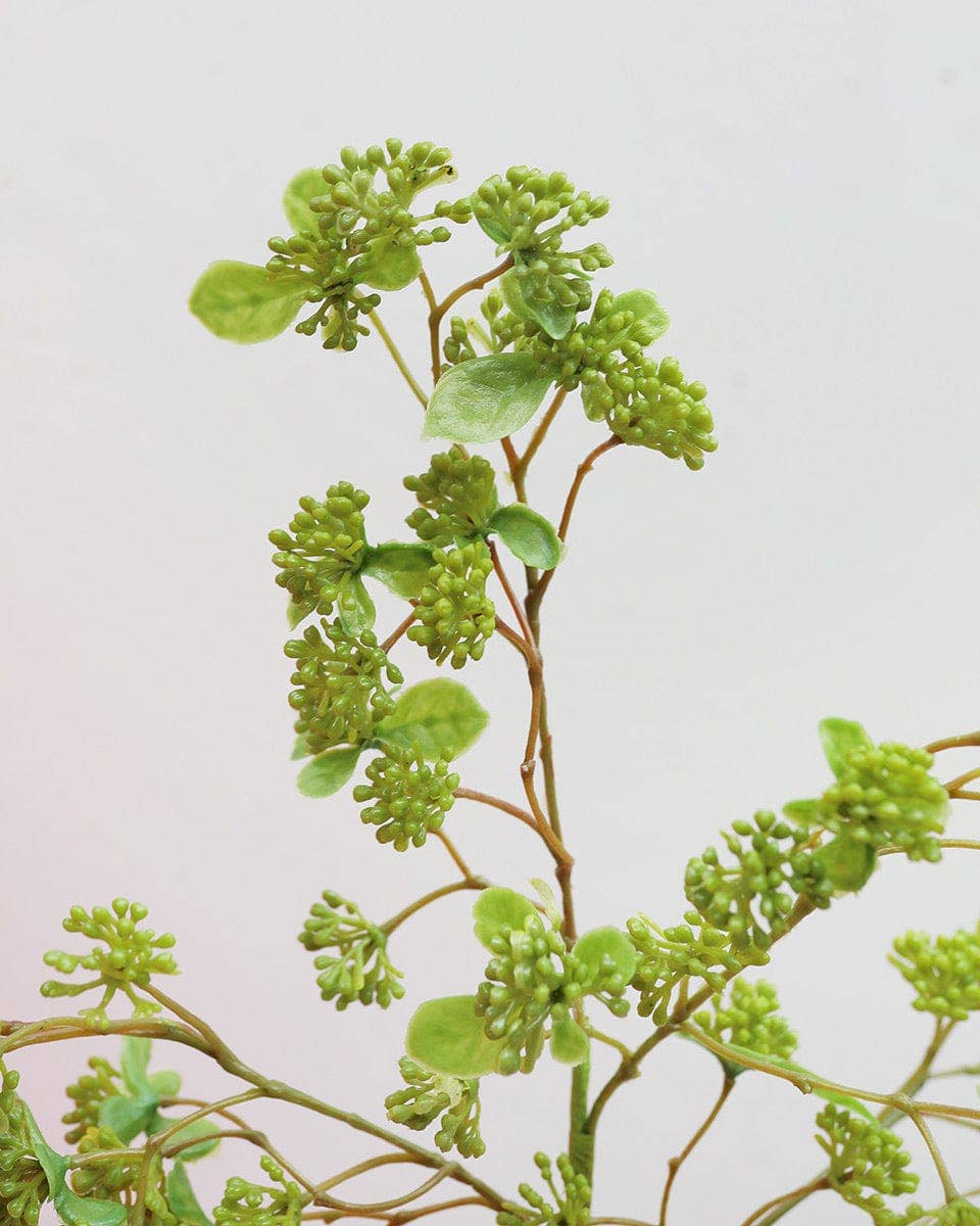 Green Wild Sedum Cluster 22.5