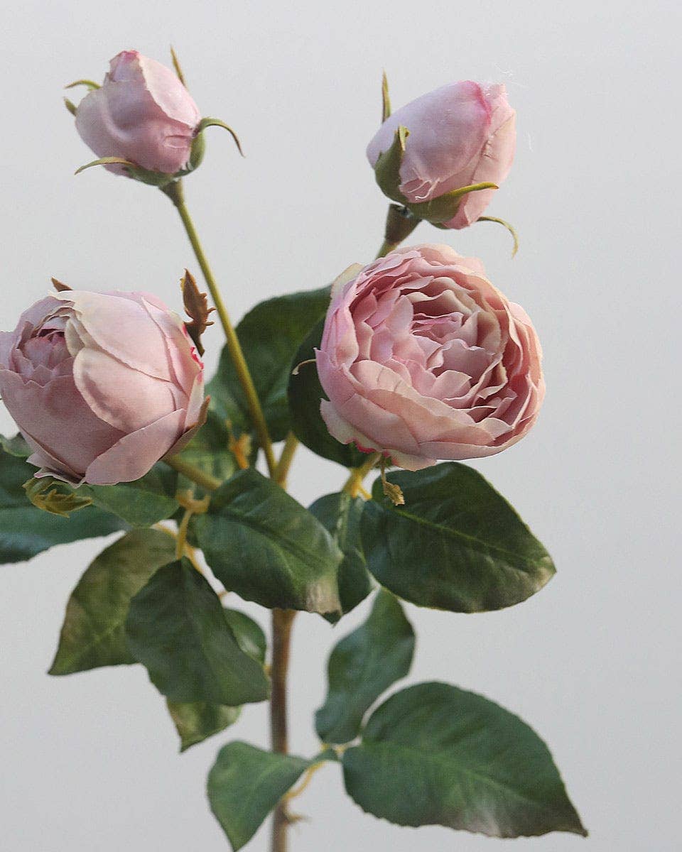 Mauve English Rose 23