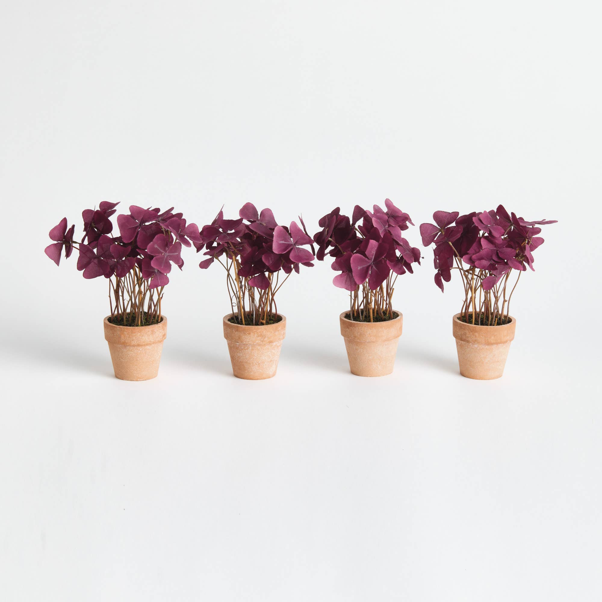 Mini Oxalis Potted Drop-In 7