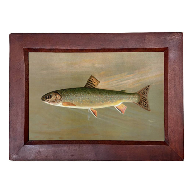 American Brook Trout  Print, Framed Behind Glass