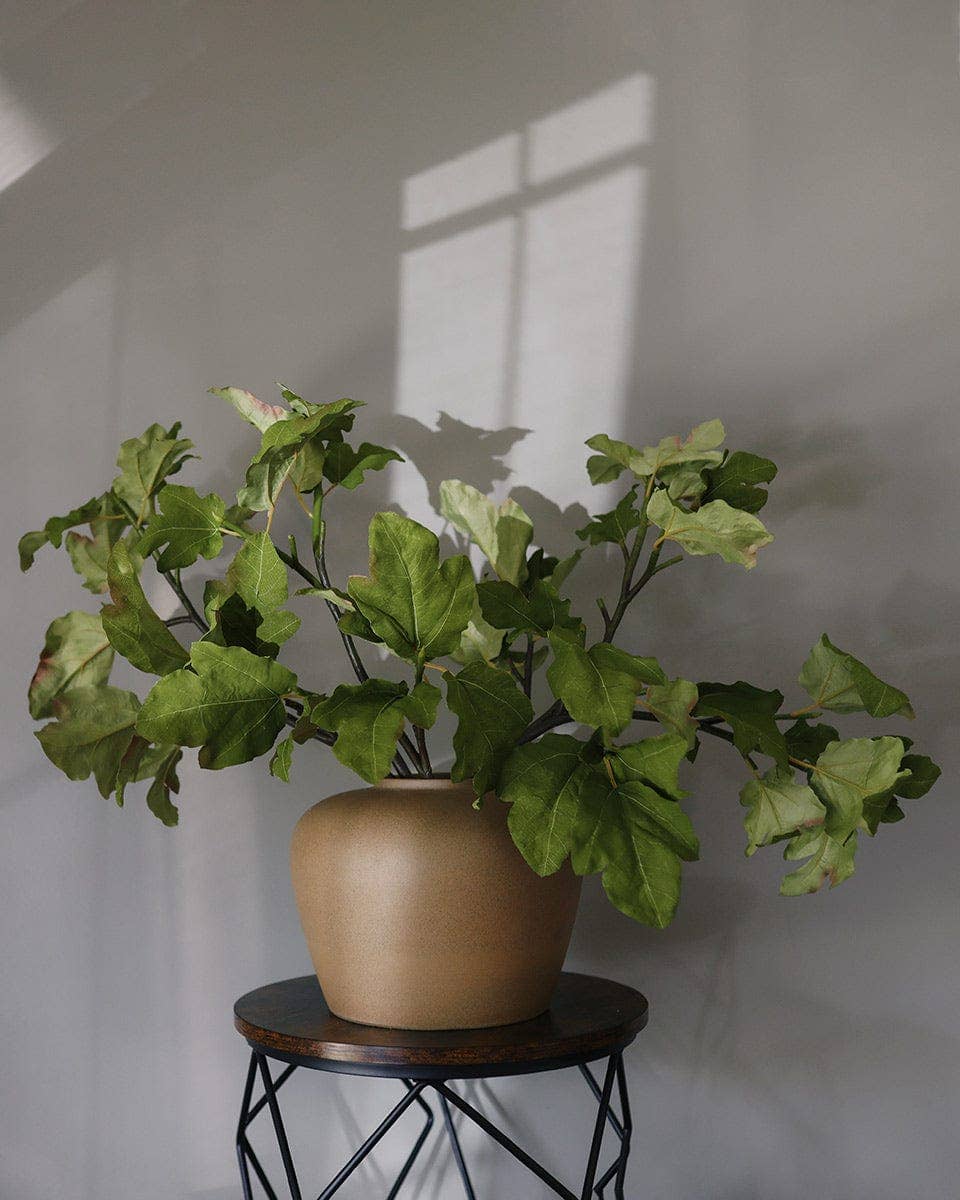 Fig Leaf Branch 39