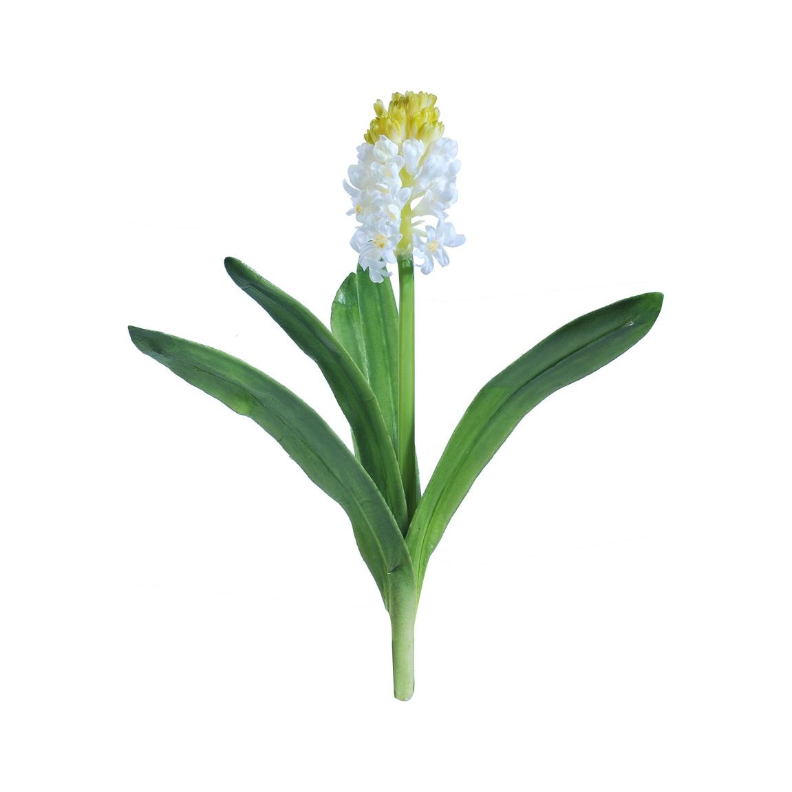 Hyacinth Stem 14