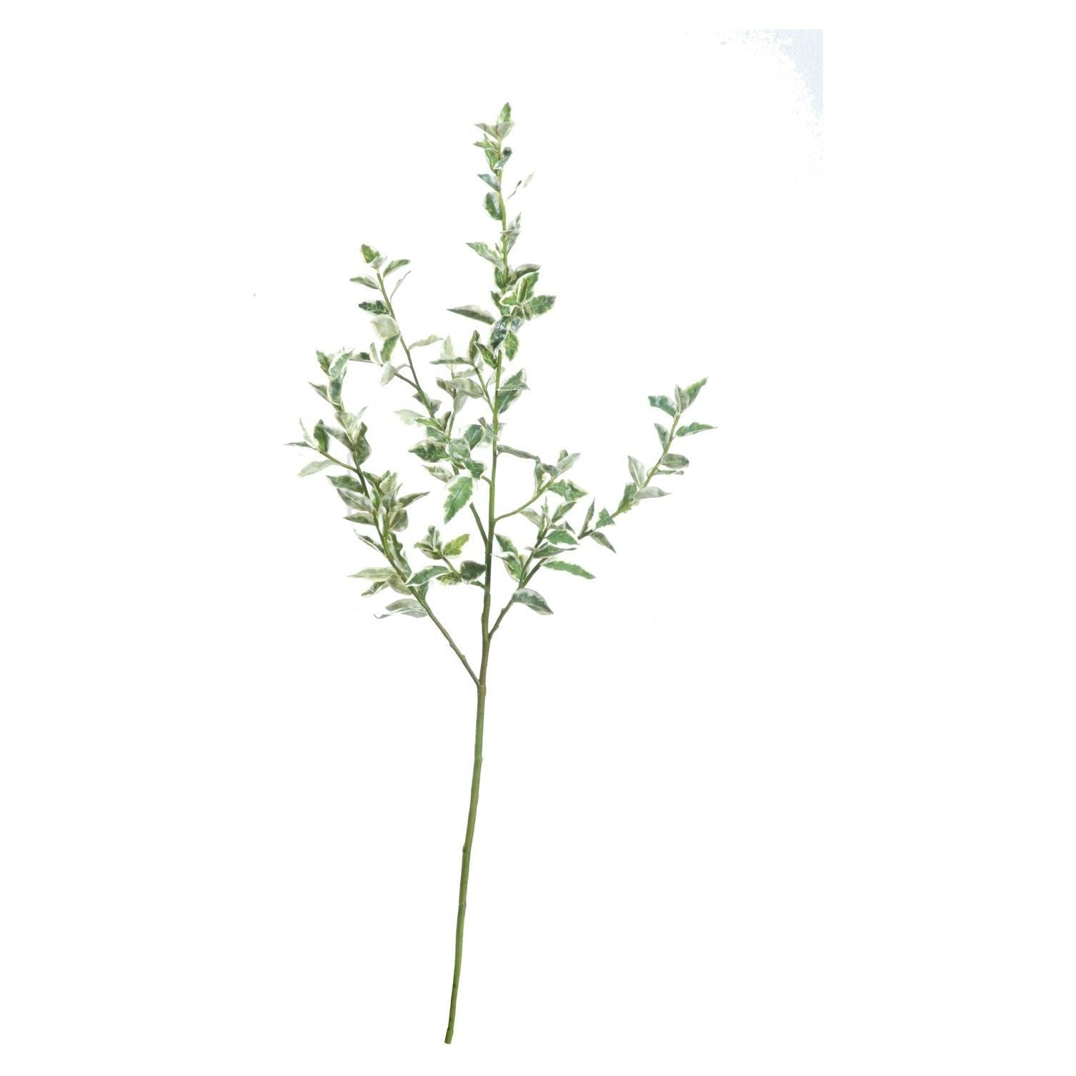 Silver Queen Stem 42